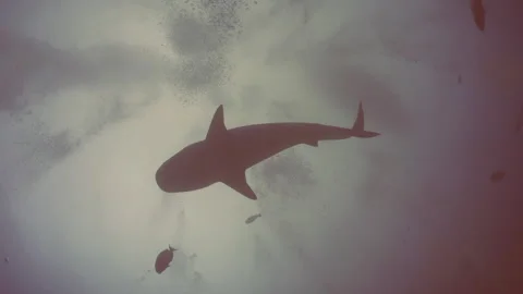 TIGER SHARK PASSING ABOVE Stock Footage 308835186