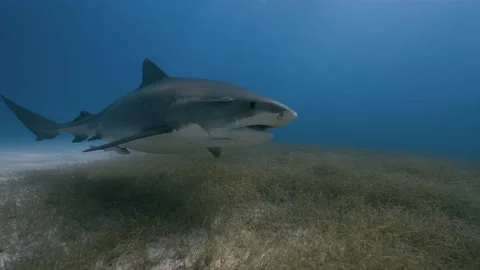 Tiger shark passing close  in clear water at tiger beach, Bahamas- 8k Stock-Footage 218469300