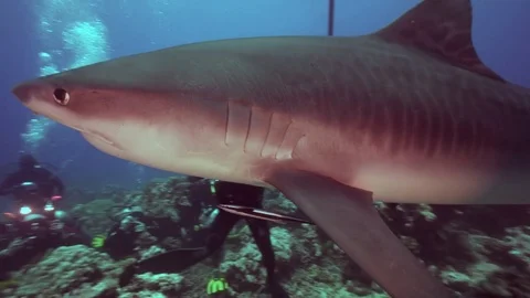 Tiger shark passing close , scuba divers behind 스톡 동영상 73801437