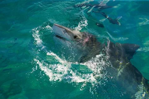 Tiger Shark Stock Photos