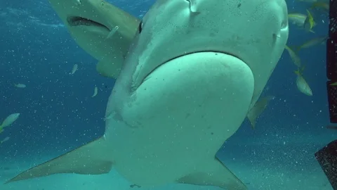 Tiger Shark quick overhead pass Stock Footage 126115471