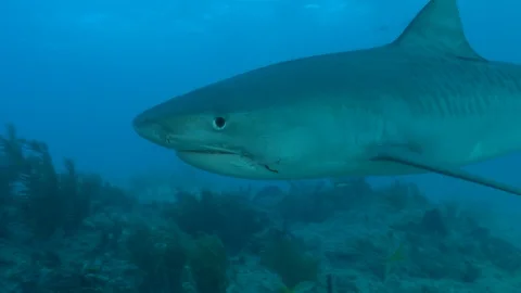 Tiger Shark quick pass Stock Footage 126115348