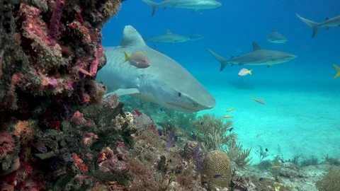 Tiger shark on the reef Stock Footage 94399696