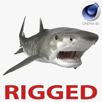 Tiger Shark Rigged for Cinema 4D 3D Model