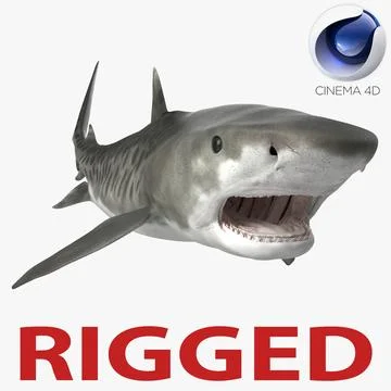 Great White Shark Rigged in Blender | 3D model