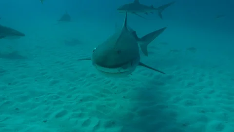 Tiger Shark Sand Stock Footage 126115311