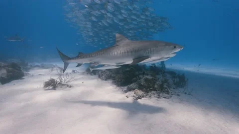 Tiger shark with a school of jackfish in clear water at tiger Beach, Bahamas- 8k Stock-Footage 218470509