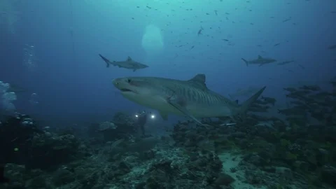 Tiger shark with scuba divers Stock-Footage 78977234