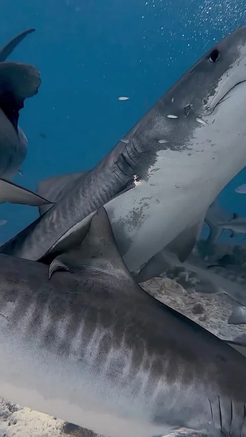 Tiger shark in the sea Stockbeeldmateriaal 332553435
