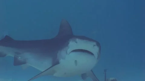 Tiger Shark searches for prey on sea floor, under water shot Video stock 234737341