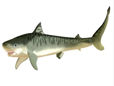 Tiger shark side profile Stock Illustration
