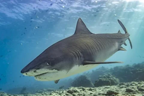 Tiger shark side towards camera Foto stock