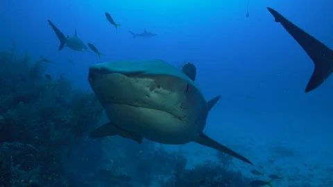 Tiger Shark Slow Pass Stock Footage 126051754