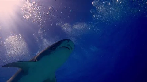 Tiger Shark Slowly Approaches the Camera Stock Footage 314445762
