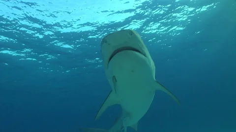 Tiger Shark slowly turns by the camera Stock Footage 126220190
