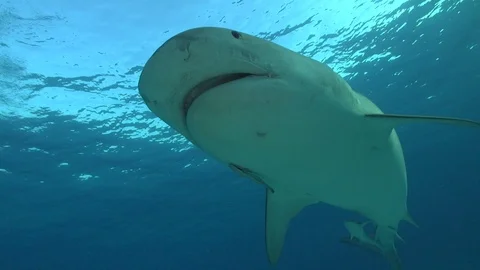 Tiger Shark slowly turns by the camera in the Bahamas Stock Footage 126220198
