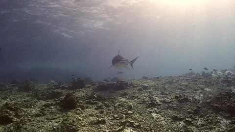 Tiger shark sunset Stock Footage 141835733