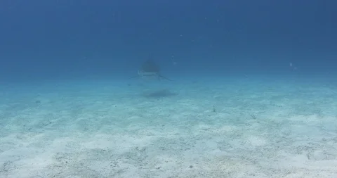 Tiger shark swimming alone in deep blue sea water Stock Footage 109536616