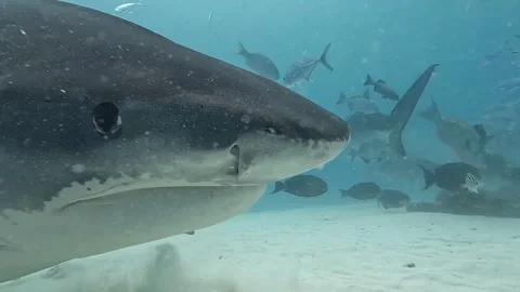 Tiger Shark Swimming Close to Camera in Fuvahmulah Stock Footage 336452581