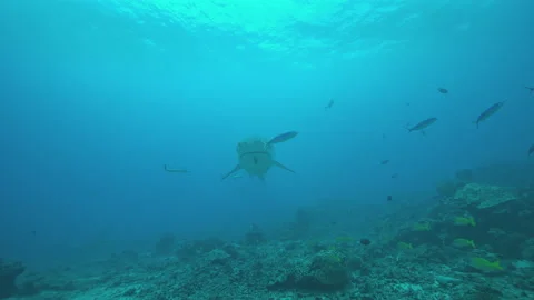 Tiger Shark swimming toward camera and turning Stock Footage 148148461