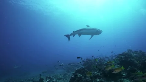 Tiger shark swims into the backlight Stock-Footage 78974657