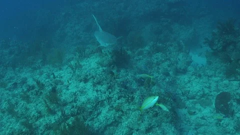 Tiger Shark Swims to Camera Видео 125995248