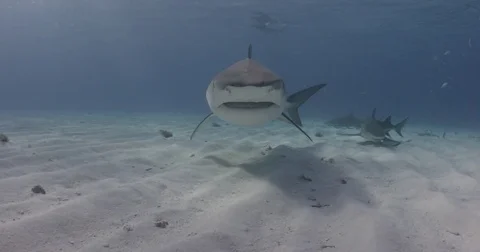 Tiger Shark swims close to camera Stock Footage