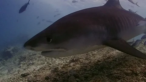 Tiger shark swims close Stock Footage 142805310