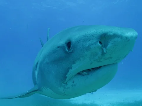 Tiger shark swims looks into the camera Stock Footage