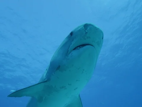 Tiger shark swims over camera Stock Footage 77188779