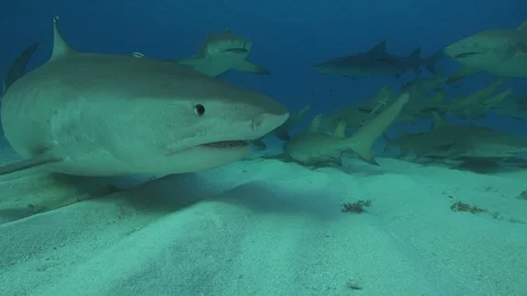 Tiger Shark swims slowly by the camera in the Bahamas Stock Footage 126220182