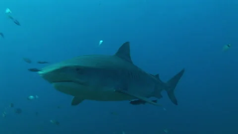 A tiger shark swims though a school of fish. Stock Footage 183395023
