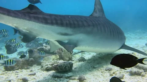 A tiger shark swims through clear tropical waters, surrounded by reef fish Stock Footage 343350858