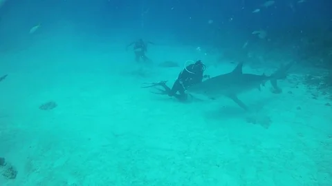 Tiger Shark Swims Toward the Camera Stock Footage 83023383