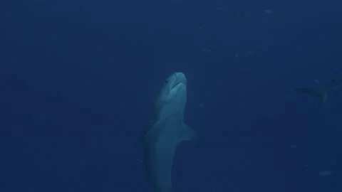 Tiger shark swims vertically to the surface and is submissive Stock Footage 138536693