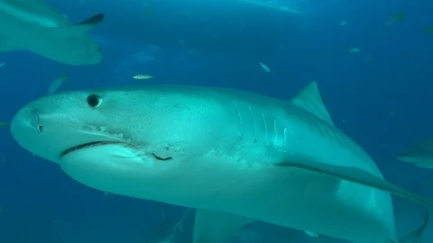 Tiger Shark Turn Stock Footage 126115306