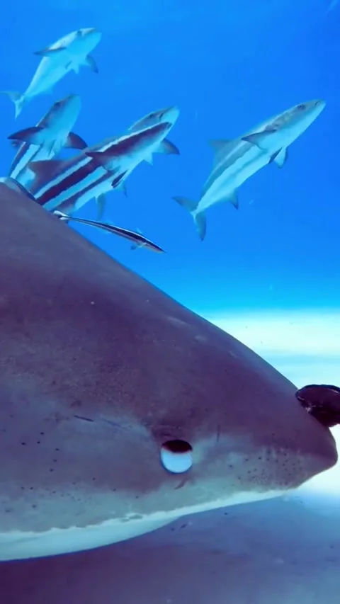 Tiger Shark Underwater Close Encounter in Bahamas Blue Ocean Cinematic Footag Stock Footage 320329462