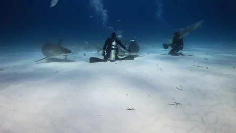 Tiger Shark Underwater Stock Footage 88385207