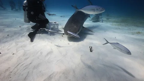Tiger Shark Underwater Stock Footage 88386028