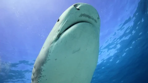 Tiger Shark Underwater Video stock 88475145