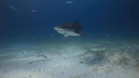 Tiger Shark Underwater Stock Footage 88596310