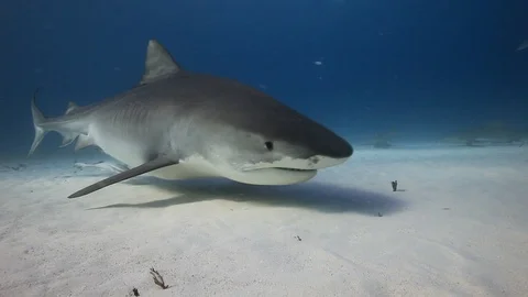 Tiger Shark Underwater 库存影片 88601273