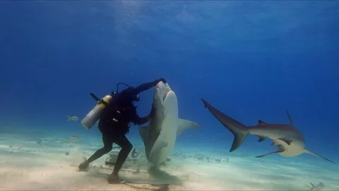 Tiger shark upside down Stock Footage 314441467