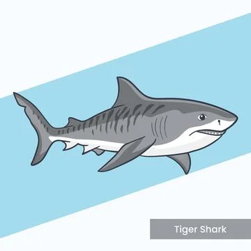 Tiger Shark Vector Illustration - Striped Marine Predator Cartoon Graphic -.. Stock Illustration