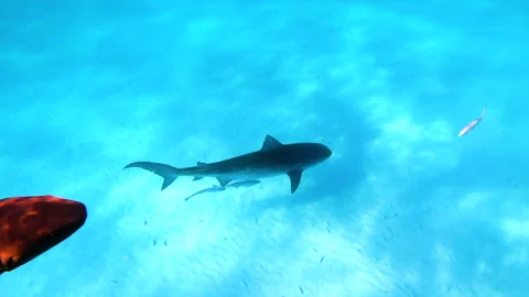 Tiger Sharks And Small Fish Swimming Together In Blue Ocean - Bimini, The Stock Footage 203998699