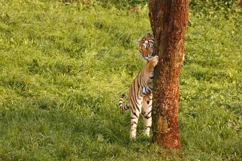 A tiger sharpening its claws on a tree outdoors Stock Photos