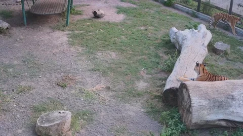 Tiger sharpens its claw on a log 스톡 동영상 159961857