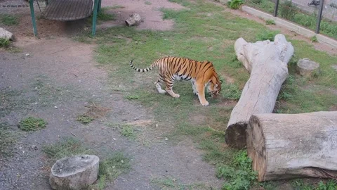 The tiger sharpens its claws on a piece of log in a cage Video stock 160106685