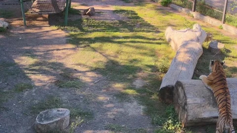 A tiger sharpens its claws on a piece of wood in a cage Stock Footage 160419501
