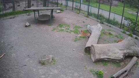 The tiger sharpens its claws on the tree in the aviary Video stock 153979327